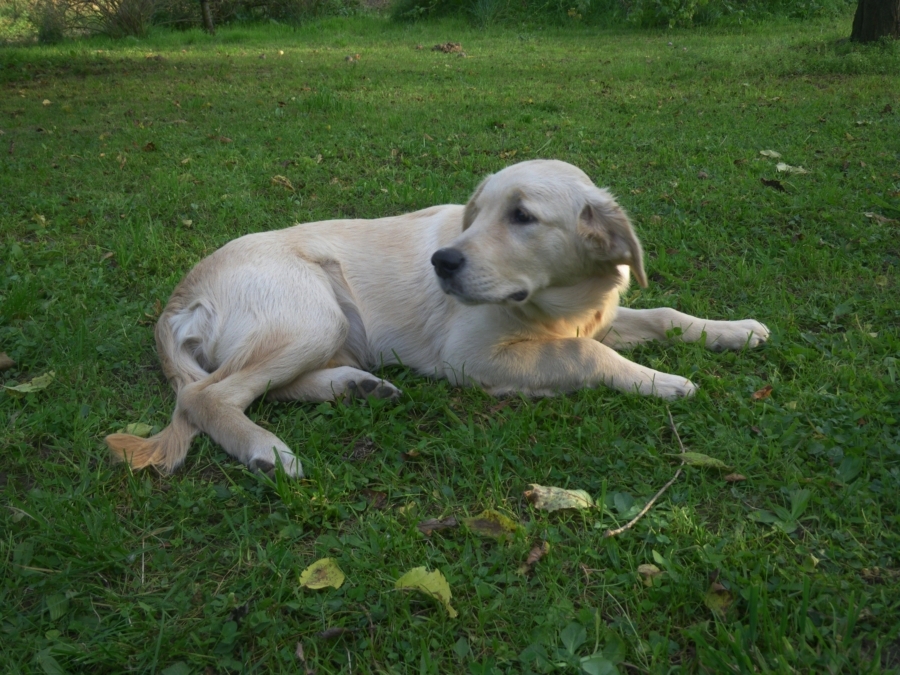 a15_daisy_5m.JPG