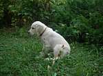 a05_daisy_11tydnu.JPG