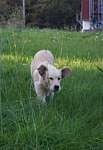a14_daisy_5m.JPG