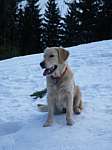a27_daisy_050311.JPG