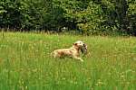 a34_daisy_240811.jpg