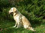 a37_daisy_301011.JPG