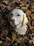 a38_daisy_121111.JPG