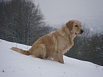 a41_daisy_290112.JPG