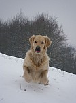 a42_daisy_290112.JPG