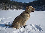 a43_daisy_120212.JPG