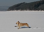 a45_daisy_110212.JPG