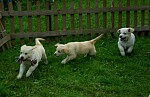 c_120613_2.JPG